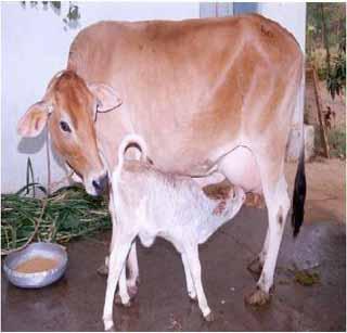 Distribution of milk and cattle was stalled! | दुधाळ जनावरांचे वाटप अडकले आचारसंहितेत !
