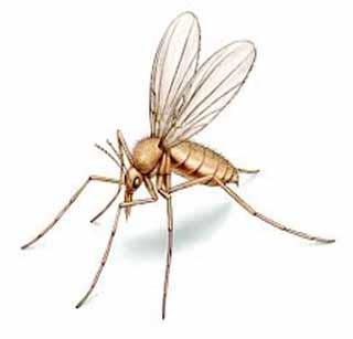 Fatal 'sandfly' found in two | दोनदमध्ये आढळली घातक ‘सँडफ्लाय’ Fatal 'sandfly' found in two | दोनदमध्ये आढळली घातक ‘सँडफ्लाय’