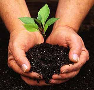 Wadala and three lakh metric tonnes of fertilizer will be required! | व-हाडाला सव्वा तीन लाख मेट्रिक टन खते लागणार! Wadala and three lakh metric tonnes of fertilizer will be required! | व-हाडाला सव्वा तीन लाख मेट्रिक टन खते लागणार!