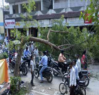 The tree collapses in jungle | जठारपेठेत झाड कोसळले