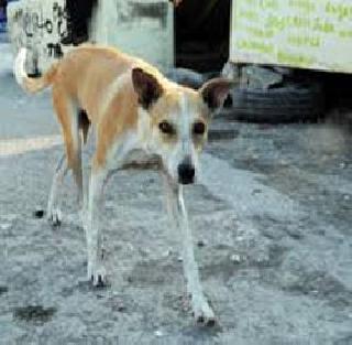 Wandering dogs bite 10 people | भटक्या कुत्र्यांचा १० जणांना चावा