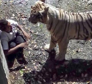 Students killed in Tiger attack in Delhi | दिल्लीत वाघाच्या हल्ल्यात विद्यार्थी ठार