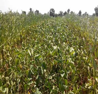 Due to lack of rain on the way to dry crops! | पावसाअभावी पिके सुकण्याच्या मार्गावर!