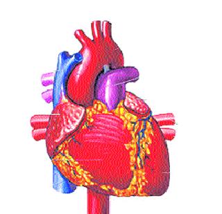 Be careful! Increasing heart rate increases | सावधान! हृदयविकाराचे प्रमाण वाढतेय Be careful! Increasing heart rate increases | सावधान! हृदयविकाराचे प्रमाण वाढतेय