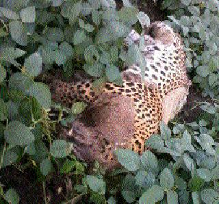 On the third day, the funeral on 'that' dead leopard | ..अखेर तिसऱ्या दिवशी ‘त्या’ मृत बिबट्यावर अंत्यसंस्कार On the third day, the funeral on 'that' dead leopard | ..अखेर तिसऱ्या दिवशी ‘त्या’ मृत बिबट्यावर अंत्यसंस्कार