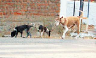 25,000 deaths per year due to rabies | ‘रॅबिज’मुळे वर्षाला २५ हजार मृत्यू 25,000 deaths per year due to rabies | ‘रॅबिज’मुळे वर्षाला २५ हजार मृत्यू