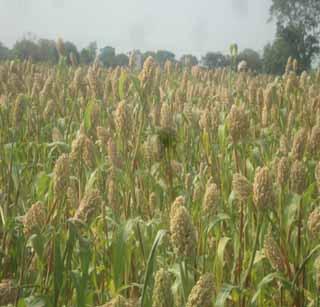 Textured by sorghum sowing | ज्वारीच्या पेरणीकडे शेतक-यांनी फिरविली पाठ Textured by sorghum sowing | ज्वारीच्या पेरणीकडे शेतक-यांनी फिरविली पाठ