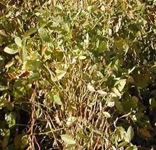 Due to the risk of unnecessary crops | विजेअभावी पिके धोक्यात Due to the risk of unnecessary crops | विजेअभावी पिके धोक्यात
