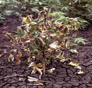 Influence of paravilt disease on cotton | कपाशीवर ‘पॅराविल्ट’ रोगाचा प्रादुर्भाव Influence of paravilt disease on cotton | कपाशीवर ‘पॅराविल्ट’ रोगाचा प्रादुर्भाव