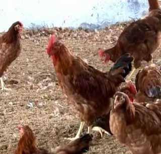 Two Poultry Training Centers in Vidarbha! | विदर्भात दोन कुक्कुट पालन प्रशिक्षण केंद्रं!