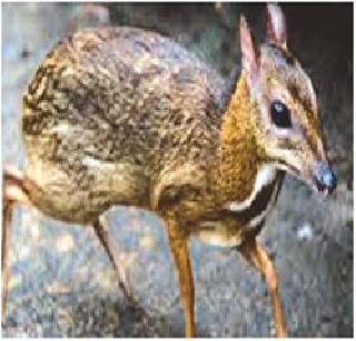 The rare emerald deer found in the Yaval Wildlife Sanctuary | यावल अभयारण्यात आढळते दुर्मीळ उंदरी हरीण