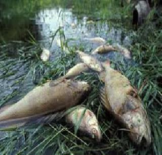 Fish in Kundalika due to contaminated water | दूषित पाण्यामुळे कुंडलिकात मासे मृत Fish in Kundalika due to contaminated water | दूषित पाण्यामुळे कुंडलिकात मासे मृत