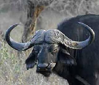 Shock is the death of buffaloes | शॉक लागून म्हशीचा मृत्यू Shock is the death of buffaloes | शॉक लागून म्हशीचा मृत्यू
