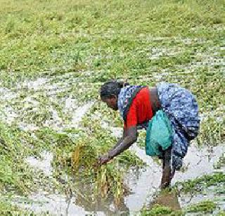 Paddy cultivation loss due to rain in Vasai taluka | वसई तालुक्यात पावसाने भातशेतीचे नुकसान Paddy cultivation loss due to rain in Vasai taluka | वसई तालुक्यात पावसाने भातशेतीचे नुकसान