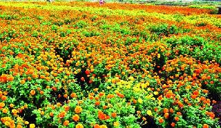 By cultivating a variety of flowers on the farm level | शेतशिवार विविध प्रकारच्या फुलांनी सजल्याने