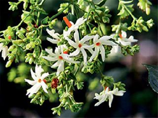 Scent | गंध मनातले Scent | गंध मनातले