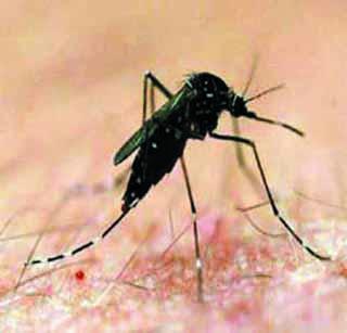 175 victims of five years of dengue fever | डेंग्यूसदृश्य तापाने पाच वर्षात घेतले १७५ बळी