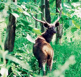 To mark the tourists, the Bor Tiger Reserve project | पर्यटकांना खुणावतोय बोर व्याघ्र प्रकल्प To mark the tourists, the Bor Tiger Reserve project | पर्यटकांना खुणावतोय बोर व्याघ्र प्रकल्प
