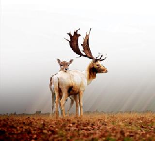 In the world of deer | हरणांच्या जगात