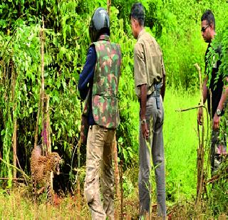 The elderly injured in a leopard attack | बिबटय़ाच्या हल्ल्यात वृद्ध जखमी