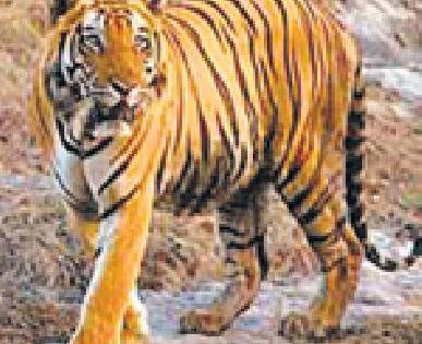Tiger Reserve's 'STPF' sanctuary! | व्याघ्र प्रकल्पाचे ‘एसटीपीएफ’ अभयारण्यात! Tiger Reserve's 'STPF' sanctuary! | व्याघ्र प्रकल्पाचे ‘एसटीपीएफ’ अभयारण्यात!