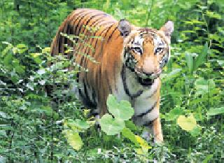 The number of tigers in bore decreased | बोरमधील वाघांची संख्या घटली