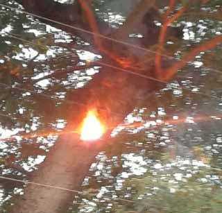 Stranded tree | तारांच्या घर्षणाने पेटले झाड Stranded tree | तारांच्या घर्षणाने पेटले झाड