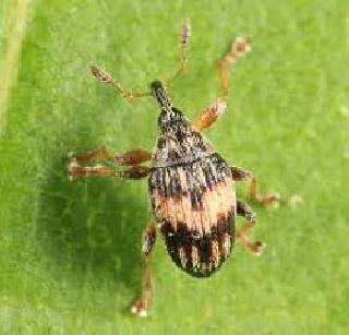 ‘बड वेव्हील’ पोखरतेय तुरीचे पीक