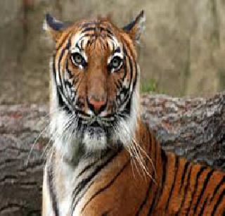 The number of tigers in Bore Wildlife Sanctuary declined | बोर अभयारण्यातील वाघांची संख्या घटली