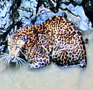 विहिरीत पडलेल्या बिबटय़ाला जीवदान