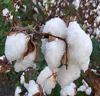 Crop growth of 23 thousand hectares | २३ हजार हेक्टरवरील कपाशीची वाढ खुंटली Crop growth of 23 thousand hectares | २३ हजार हेक्टरवरील कपाशीची वाढ खुंटली