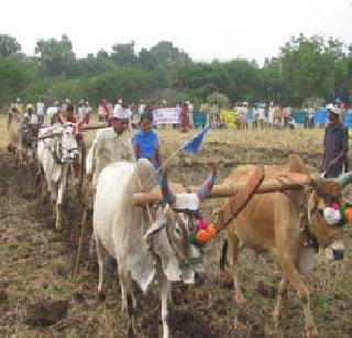Chemical soil in tribal farming | आदिवासींच्या शेतीमध्ये रासायनिक माती