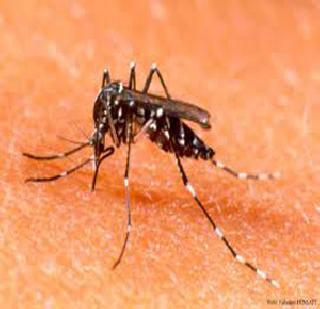 Dengue patients increased | डेंग्यूच्या रुग्णांचे प्रमाण वाढले Dengue patients increased | डेंग्यूच्या रुग्णांचे प्रमाण वाढले