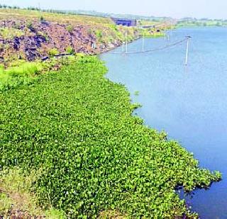 Watershed growing in Ujani dam; Water conservancy | उजनी धरणात वाढली जलपर्णी; जलसाठा दूषित