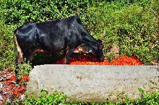 Falling in the form of cabbage, tomato | कोबी, टमाट्याच्या भावात घसरण