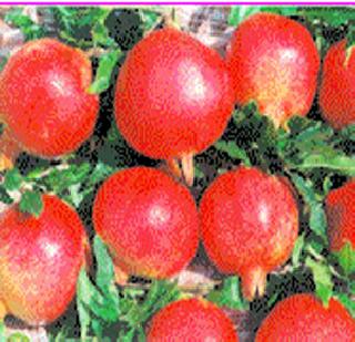 Pomegranate sales price boom | डाळिंब विक्रीच्या दरात तेजी