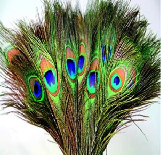 Look at the forest department on the sale of the morphis | मोरपिसांच्या विक्रीवर वनविभागाची असणार करडी नजर Look at the forest department on the sale of the morphis | मोरपिसांच्या विक्रीवर वनविभागाची असणार करडी नजर