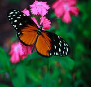 Click on the butterfly information click | फुलपाखरांची माहिती क्लिकवर