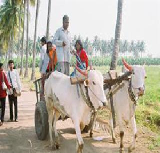 Children's future should not fall under the wheels of the bullock cart! | मुलांचे भविष्य बैलगाडीच्या चाकाखाली फरफटू नये! Children's future should not fall under the wheels of the bullock cart! | मुलांचे भविष्य बैलगाडीच्या चाकाखाली फरफटू नये!
