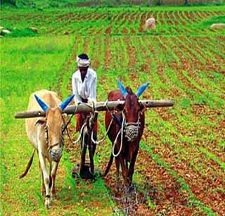 Wheat, gram and carded will get insurance protection | गहू, हरभरा व करडईला मिळणार विमा संरक्षण