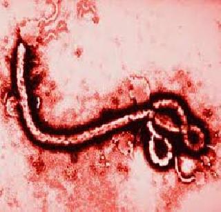 Ebola's growing incidence is fatal | इबोलाचा वाढता प्रादुर्भाव घातक