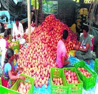 Hong Kong Vane of Mangaralpir Pomegranate | मंगरुळपीरच्या डाळिंबाची हाँगकाँग वारी