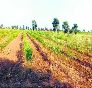 Damage due to lack of moisture in the soil | जमिनीत ओलावा नसल्याने तुरीचे नुकसान