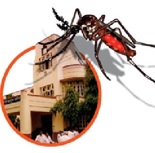 Dengue throat; The administration is lazy | डेंग्यूचे थैमान; प्रशासन मात्र सुस्तच