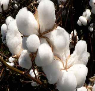 Cotton production decreased! | कापसाचे उत्पादन घटले !