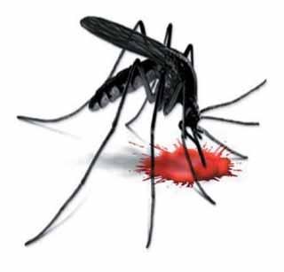 'Dengue' outbreak! | ‘डेंग्यू’चा उद्रेक!