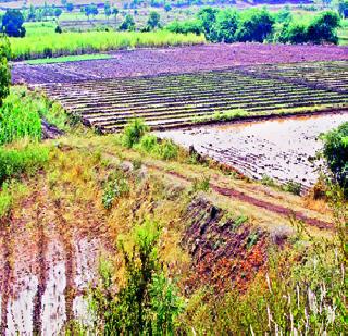 Dried grape growers, they stopped | द्राक्ष उत्पादक धास्तावले, ऊसतोड थांबली