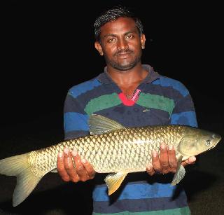 Launch of fishery development in Khamgawa | खामगावात मत्स्य विकासाला चालना