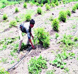 Horticultural Horticulture | खडकाळ जमिनीवर फुलवली डाळिंबाची फळबाग