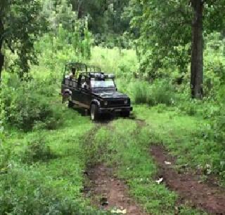 The rare owl found in Tansa Wildlife Sanctuary | तानसा अभयारण्यात आढळले दुर्मीळ घुबड